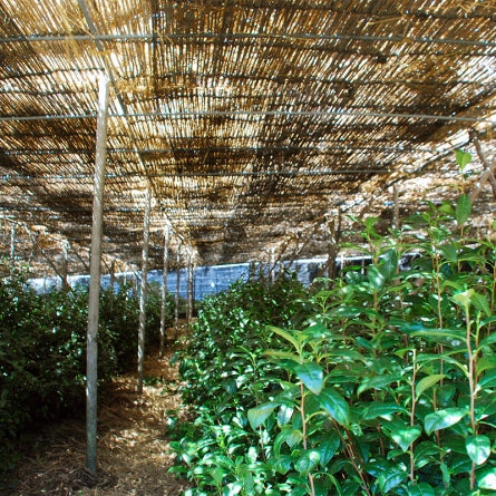 Hekisuien Matcha - Matsu no Midori 30g Ceremonial Grade Japanese Matcha Powder - Image 4