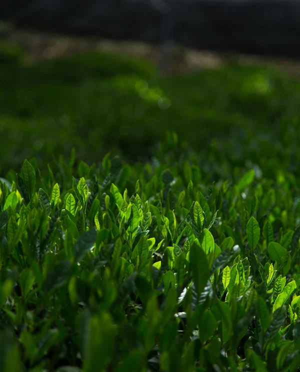 Ippodo Tea Matcha - New Harvest 20g (Spring Edition) Ceremonial Matcha - Image 5